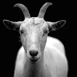 Goat