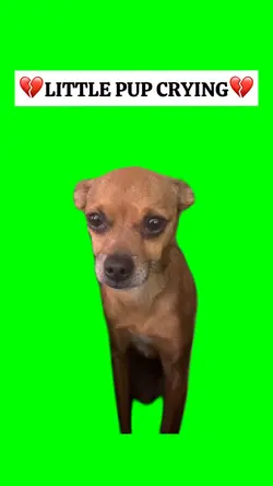 LITTLE PUP CRYING 