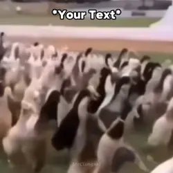 Duck March Meme