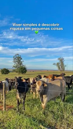 VIDA SIMPLES