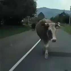 Cow Modeling 