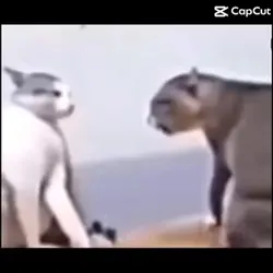 Cats do the macerena