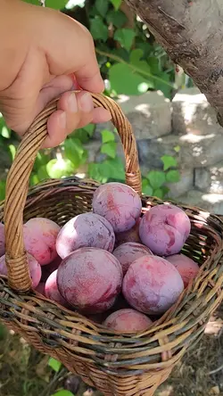 Plums