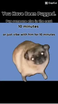 Pug