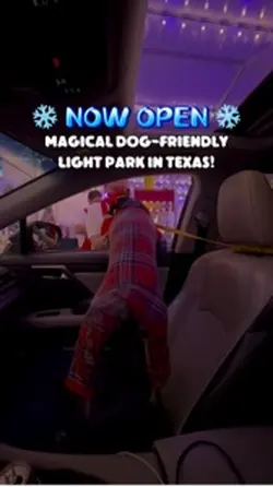 Christmas lights
