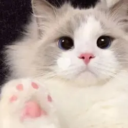 Cute cats 💕