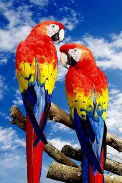 lindos passaros