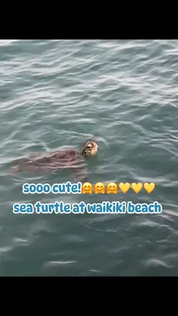 Sea turtle