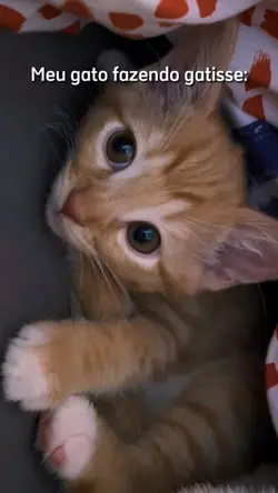 Trend Gatos 😻