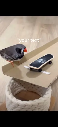 Bird