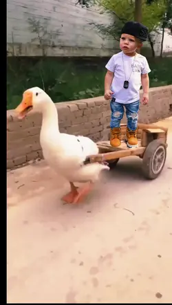 goose on the loose