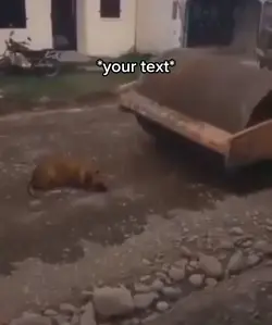 Dog roll