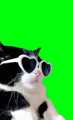 vibin cat