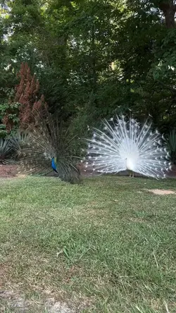 Peacock 