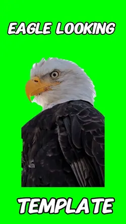 Eagle looking meme 