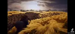 Samurai edit