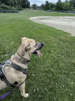 Dogdays