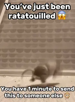 Rat Meme