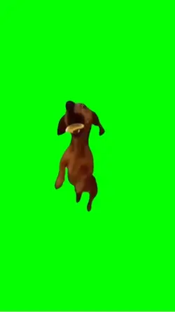 Dog eating biscuit 
