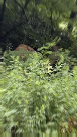Omg! Deer sightings 