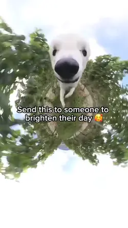 Funny dog