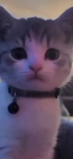 Pickle is so cute