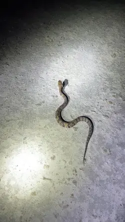 Snake 