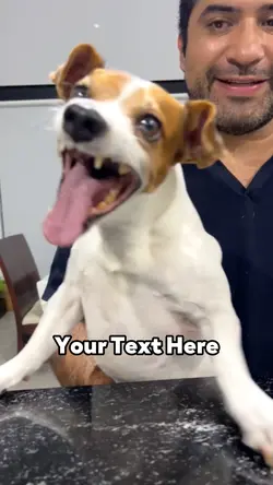 Laughing Dog