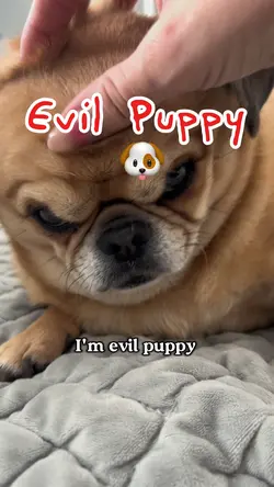 Evil Puppy