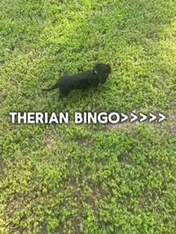 Therian bingo!!!