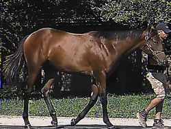 These yearlings are 