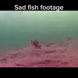 Sad fish footage 