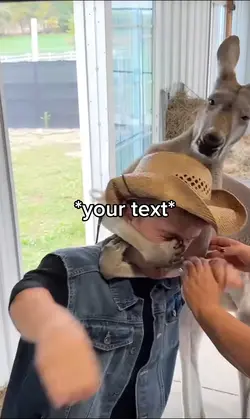 Kangaroo fight 