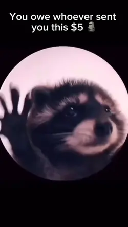 Raccoon of money