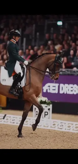 🤩dressage🤩