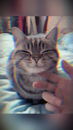 MY CAT