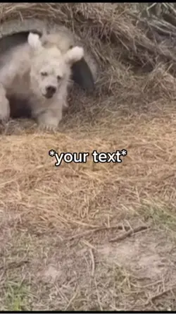 Waking up bear 