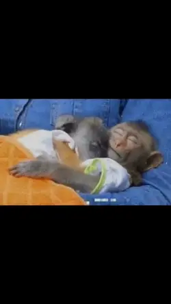 casal macaco