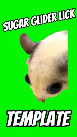 Sugar Glider Lick
