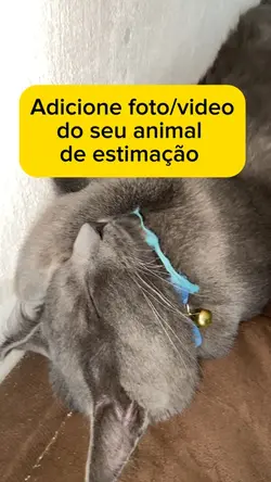 Meme gato dormindo