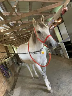 Spaghetti 🥸