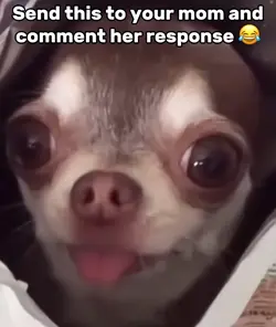 Chihuahua bag
