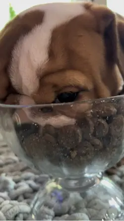 English Bulldogs 