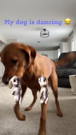 My dog is dancing 
