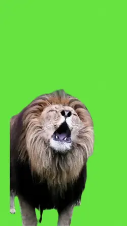 Lion greenscreen