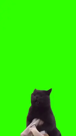 bad cat