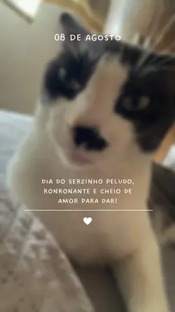 Dia do gato 🐈