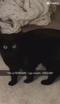 I’m a Ferrari 
