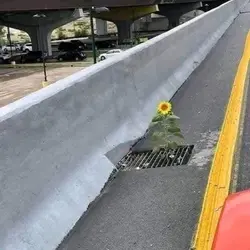 florescer 
