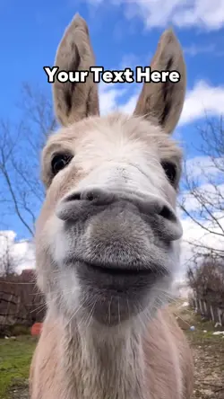 Eating Donkey